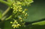 Cissampelos mucronata