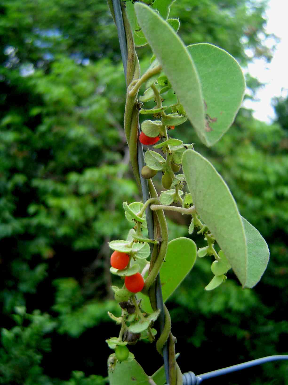 Cissampelos mucronata Cissampelos mucronata