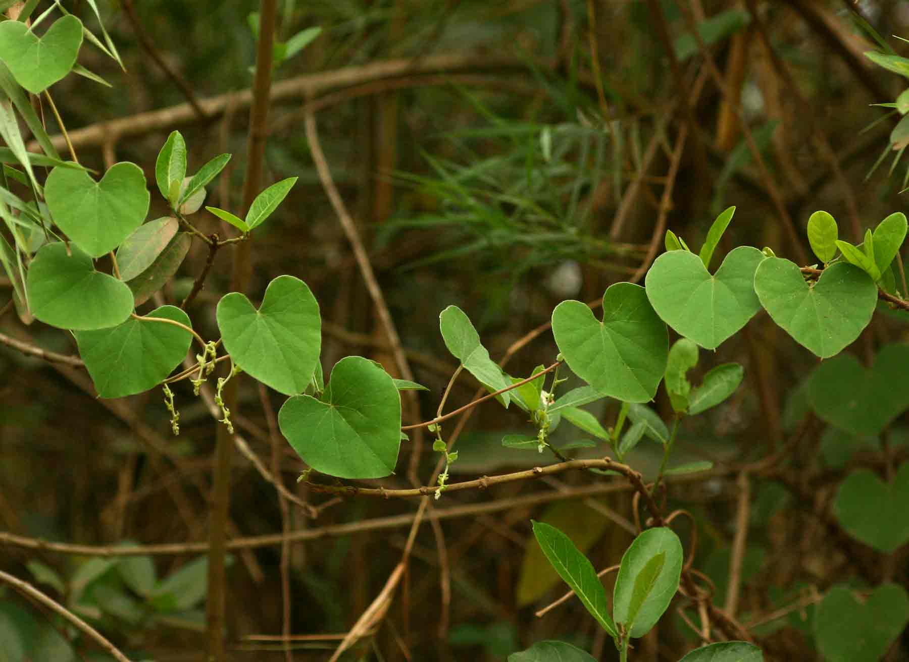 Cissampelos mucronata Cissampelos mucronata