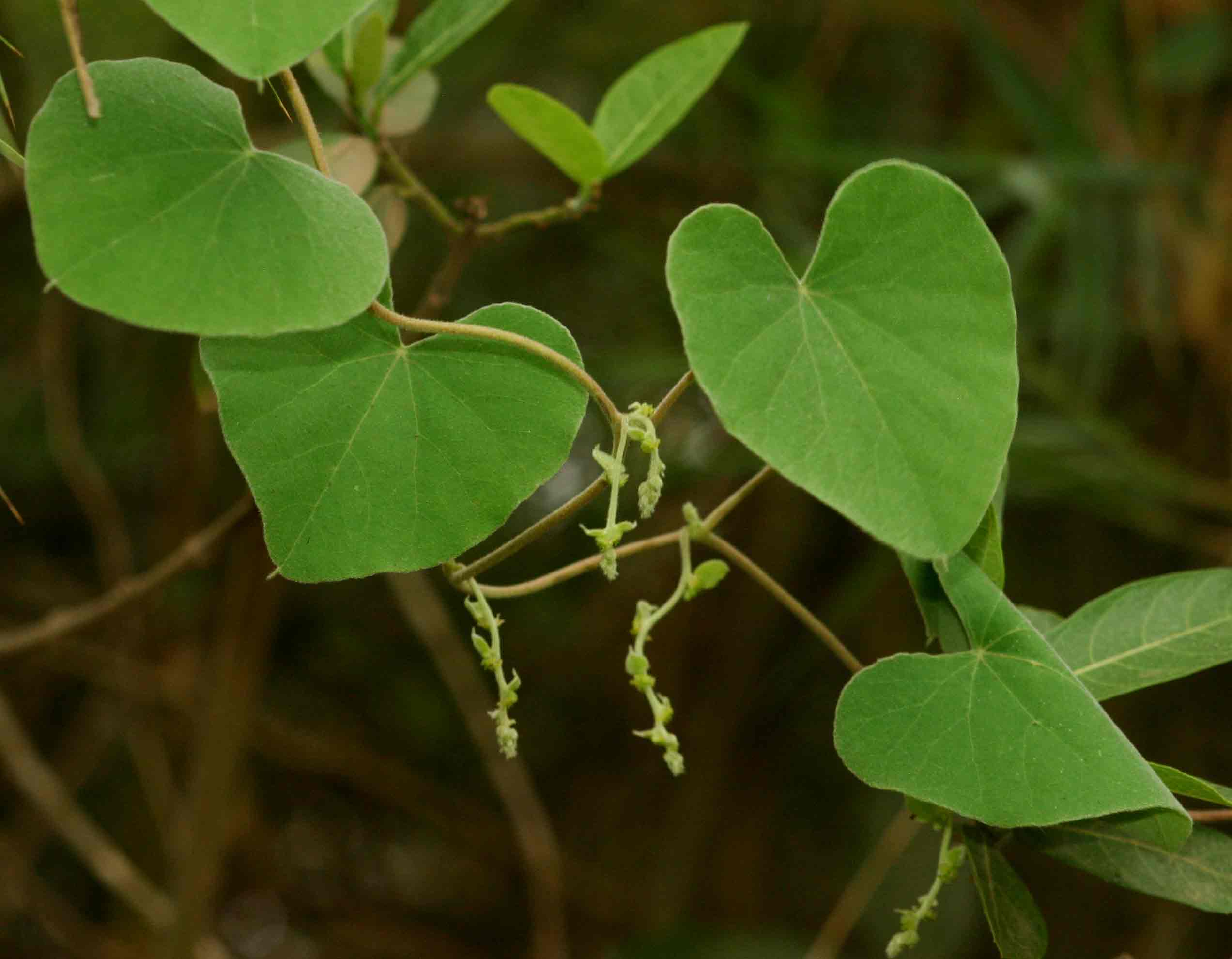 Cissampelos mucronata Cissampelos mucronata