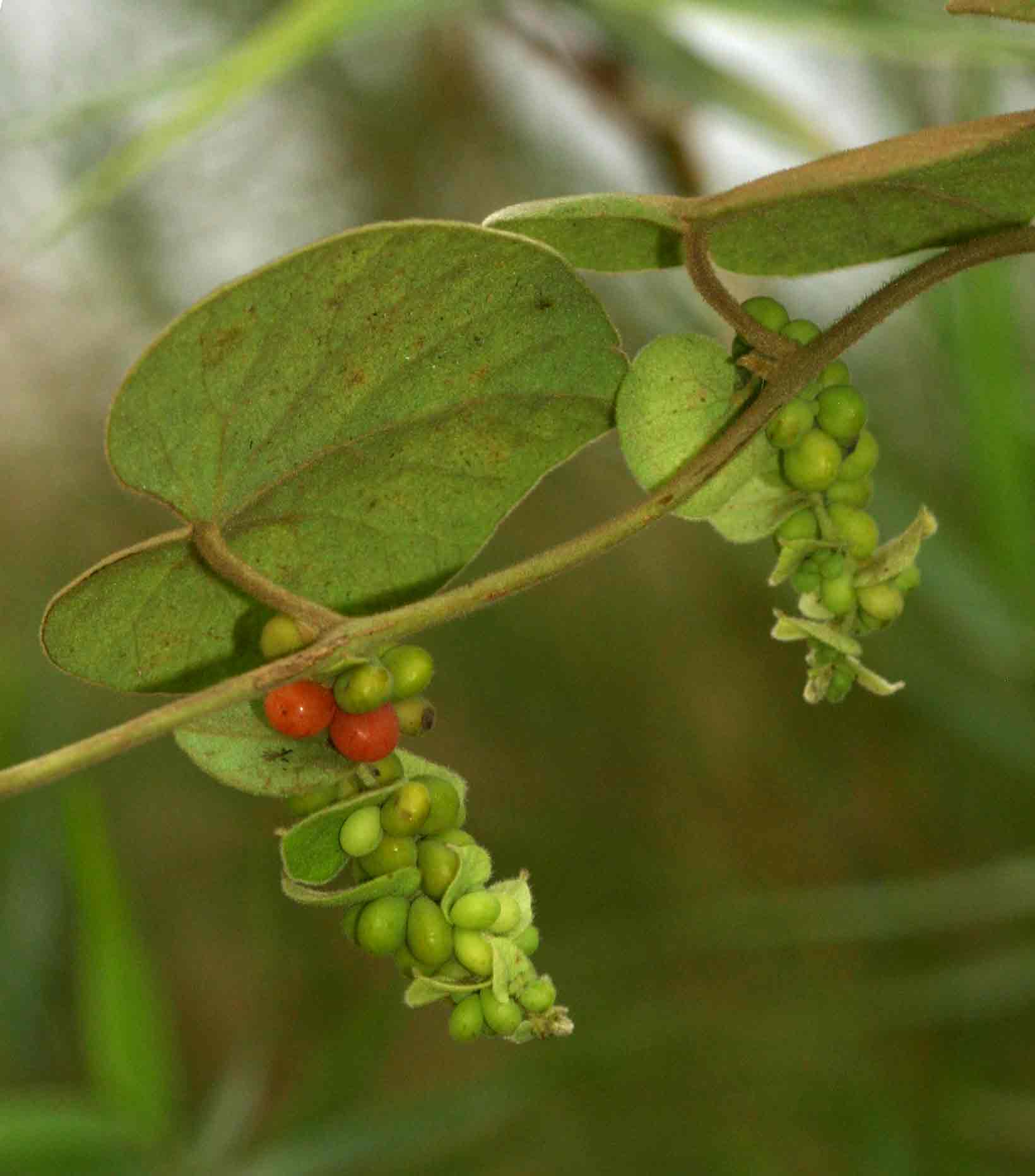 Cissampelos mucronata Cissampelos mucronata
