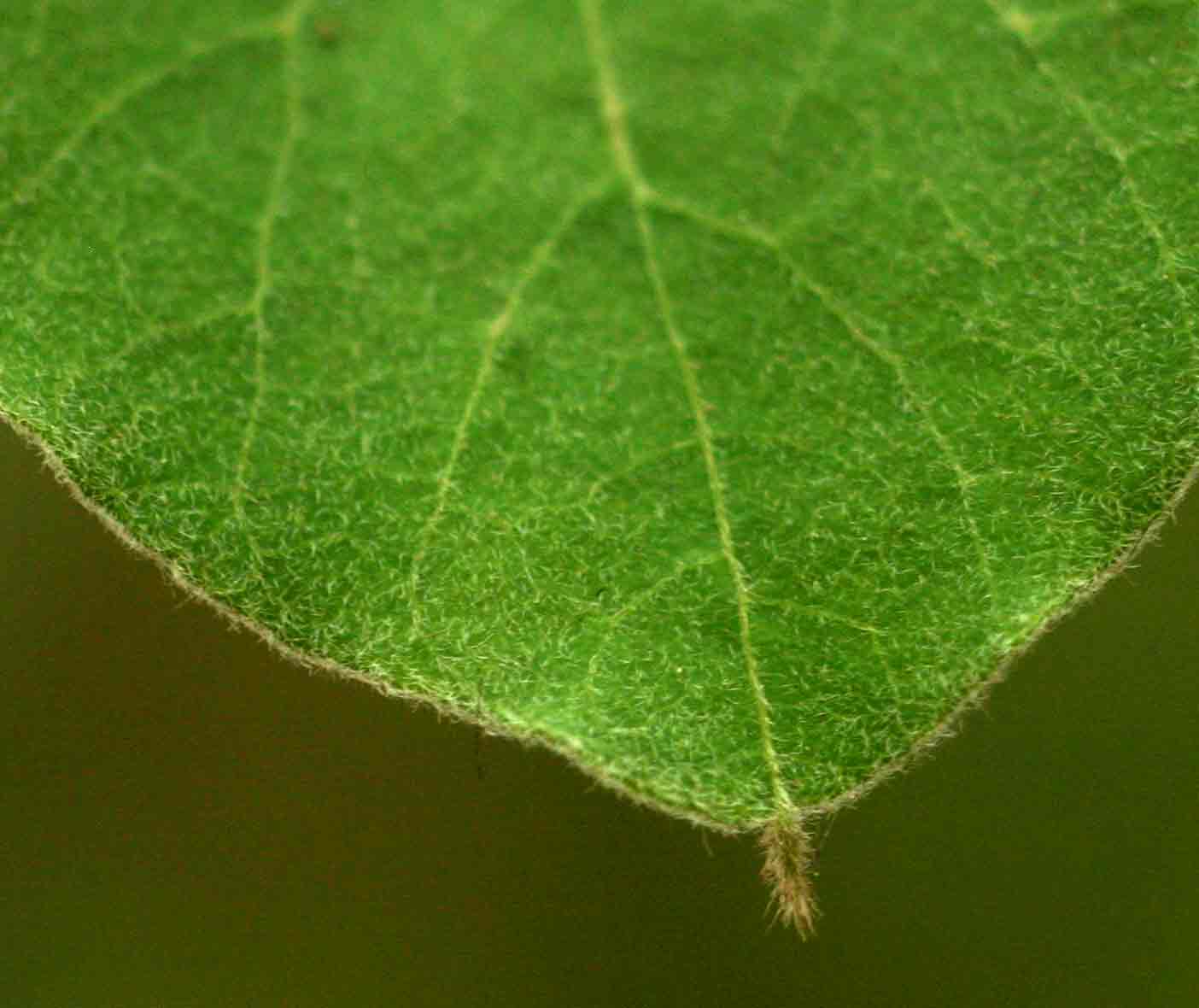 Cissampelos mucronata Cissampelos mucronata