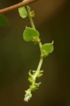 Cissampelos mucronata