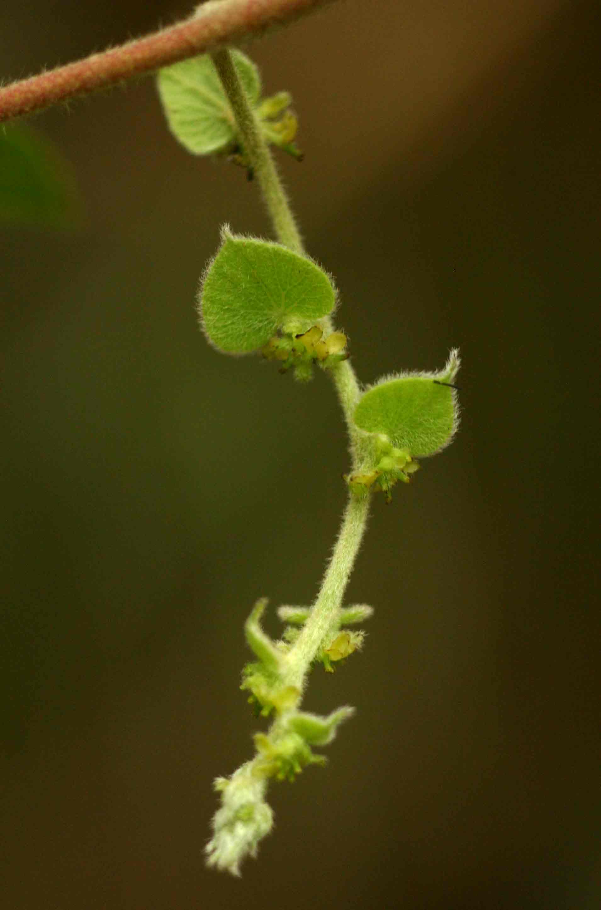 Cissampelos mucronata Cissampelos mucronata