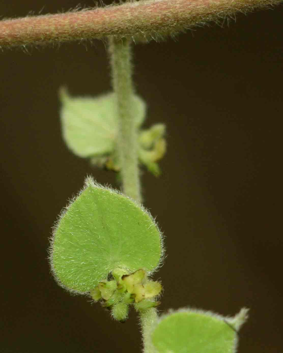 Cissampelos mucronata Cissampelos mucronata