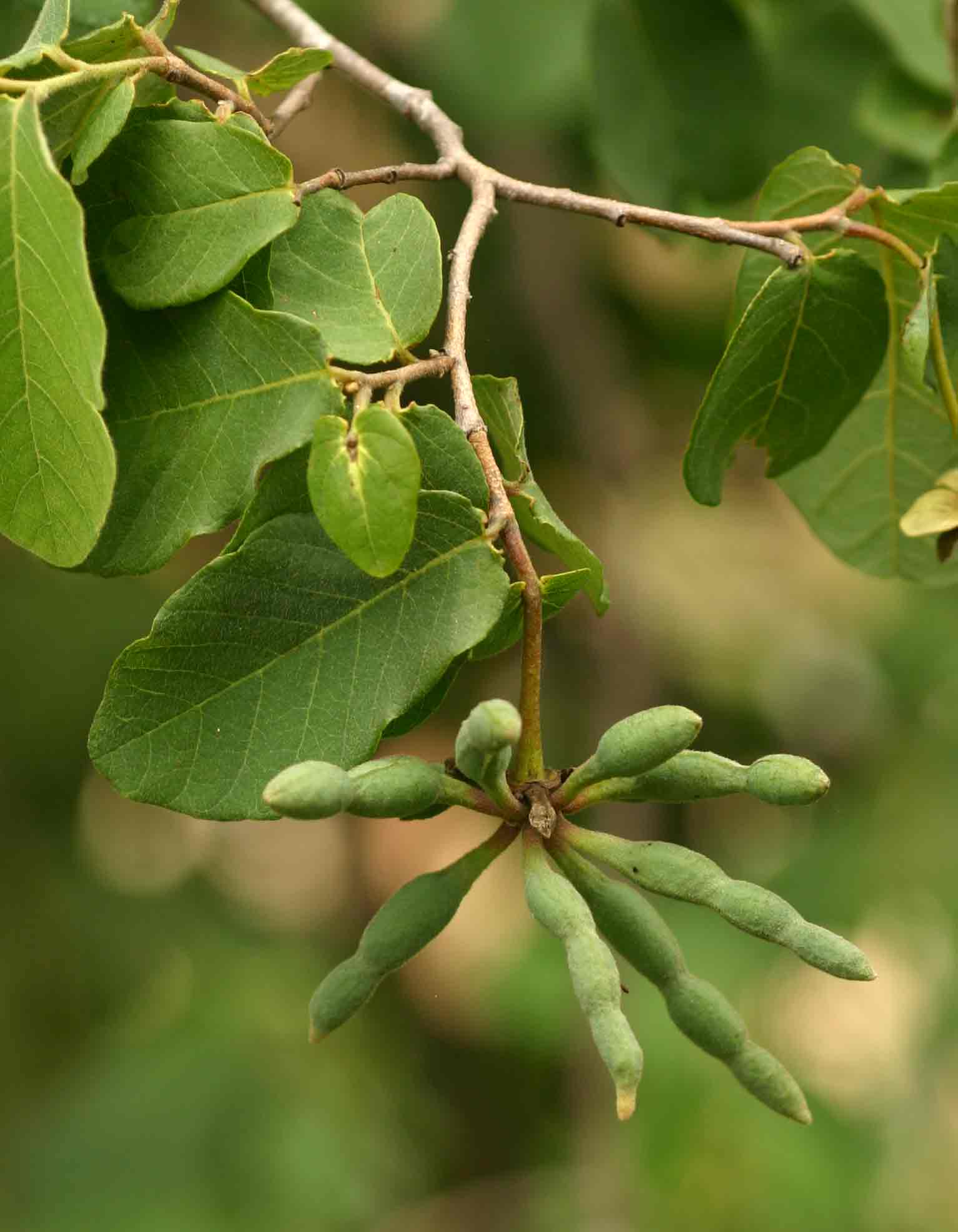 Friesodielsia obovata Friesodielsia obovata