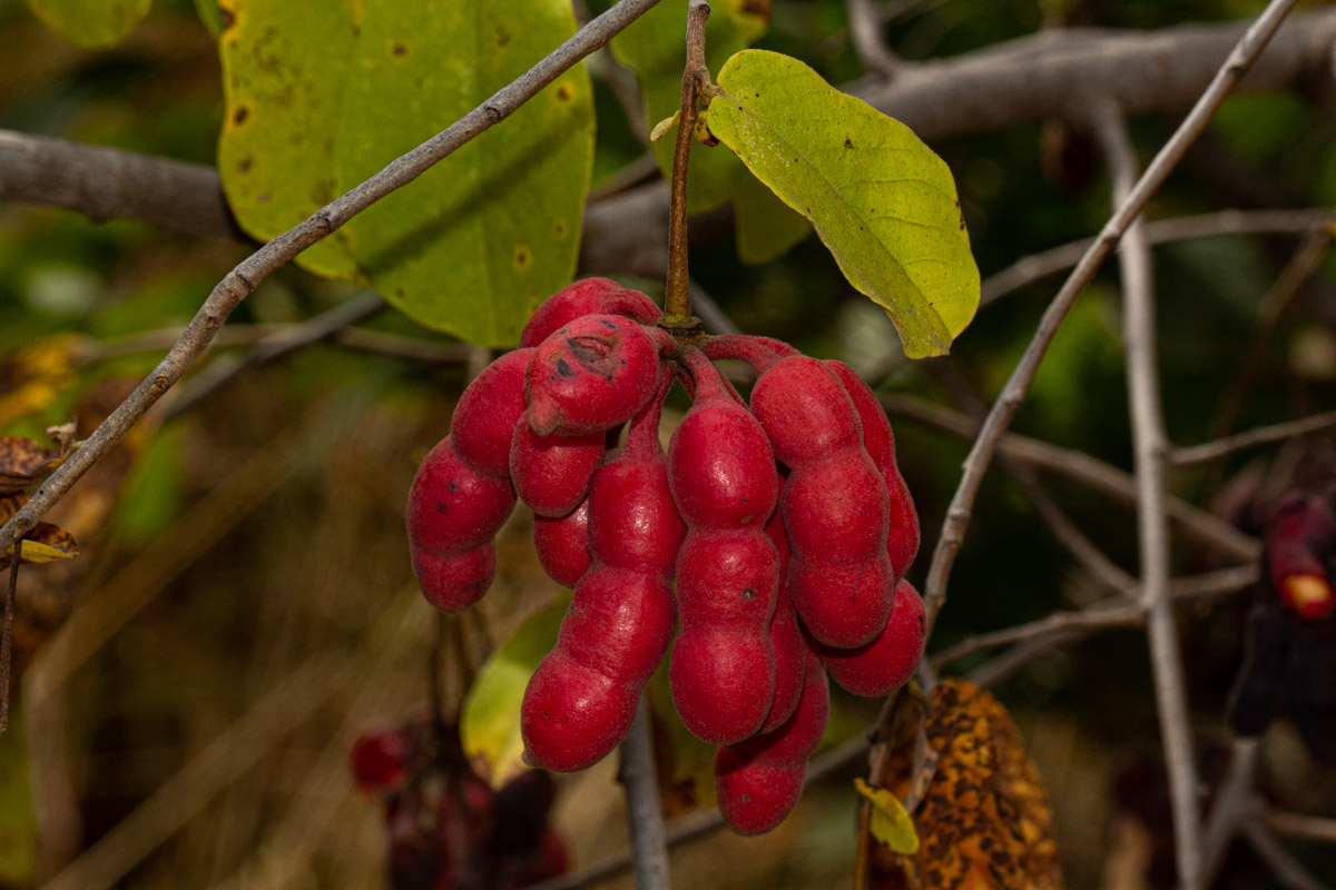 Friesodielsia obovata Friesodielsia obovata