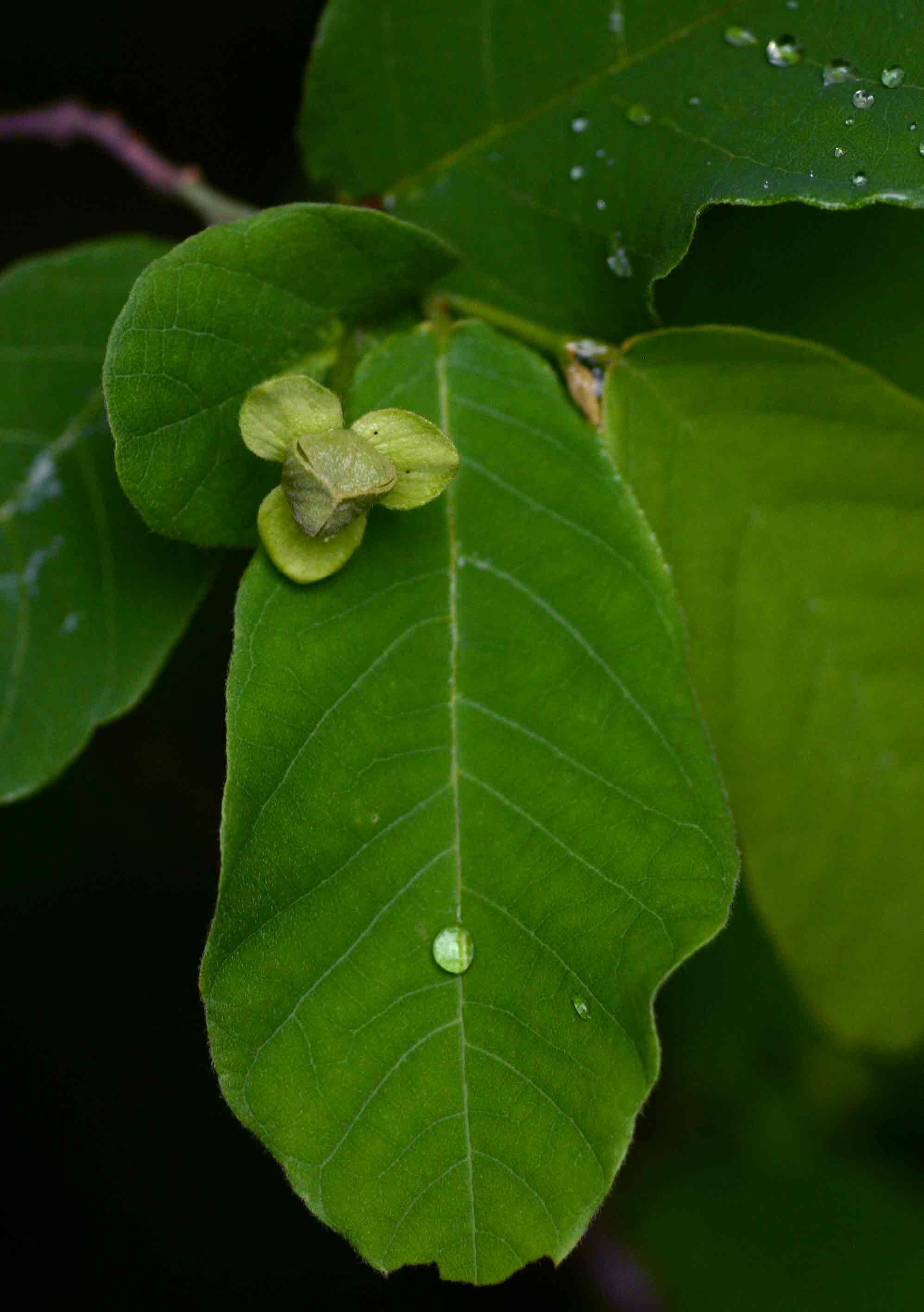 Friesodielsia obovata Friesodielsia obovata