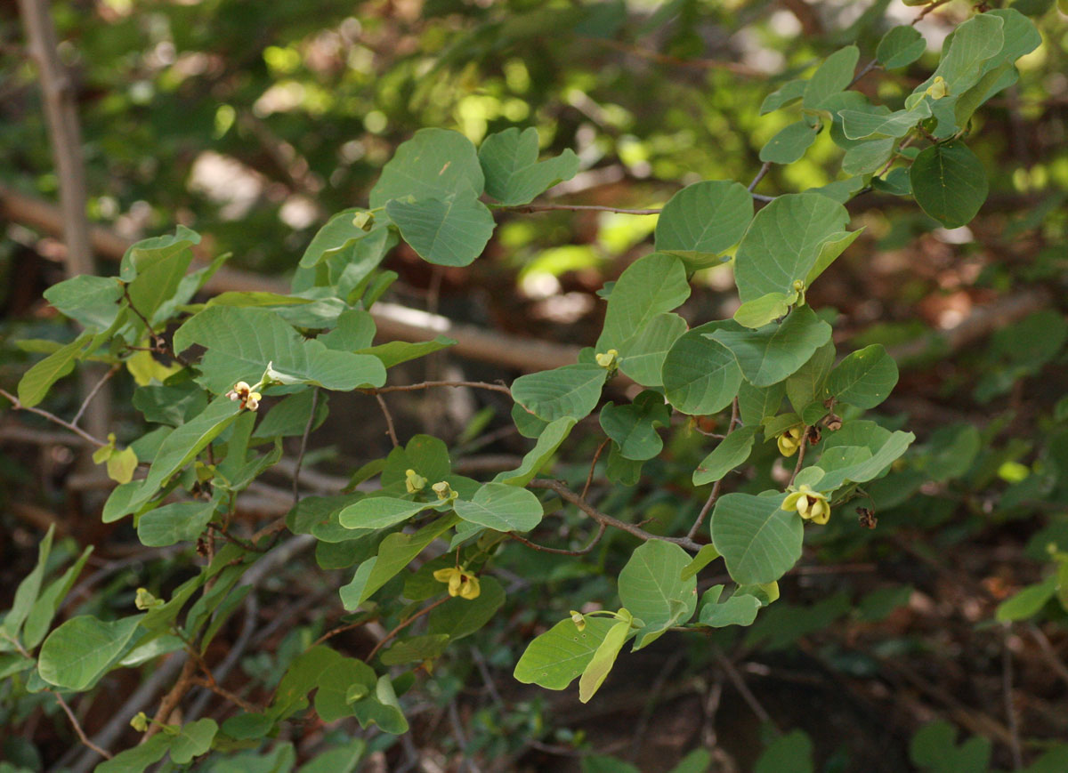 Friesodielsia obovata Friesodielsia obovata