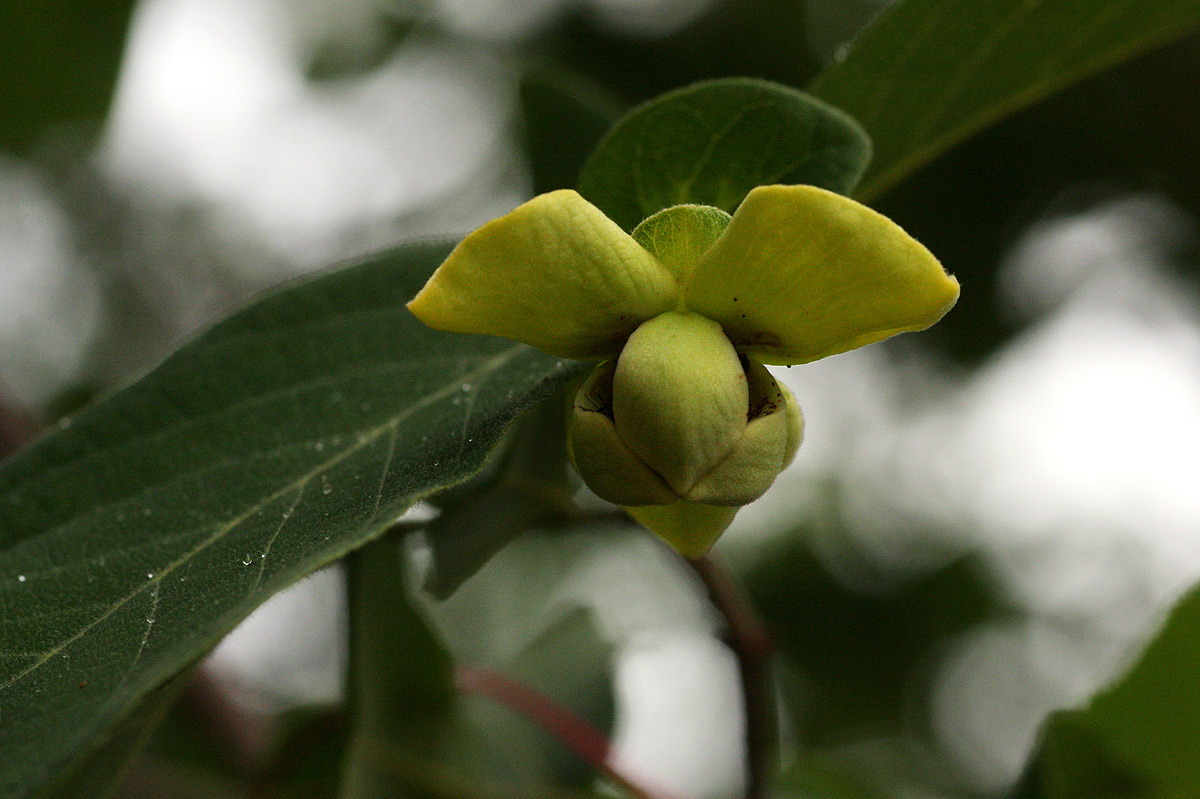 Friesodielsia obovata Friesodielsia obovata