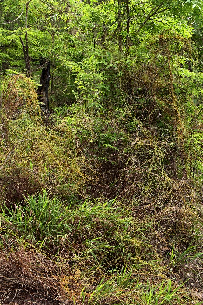 Cassytha filiformis