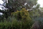 Cassytha filiformis