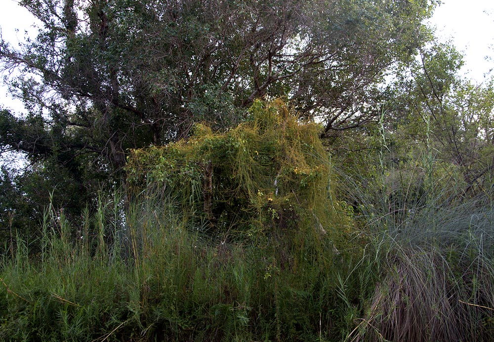 Cassytha filiformis