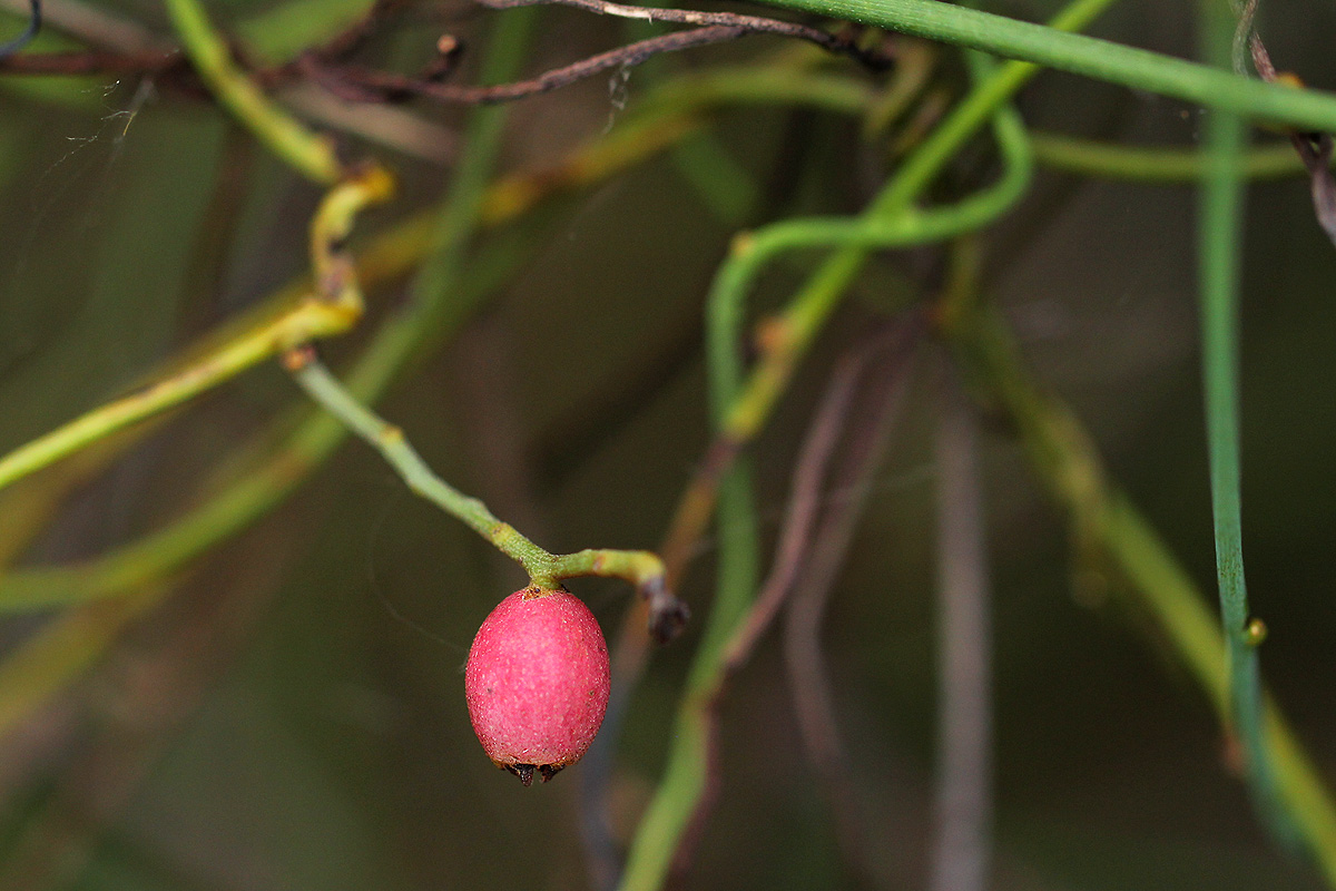 Cassytha filiformis