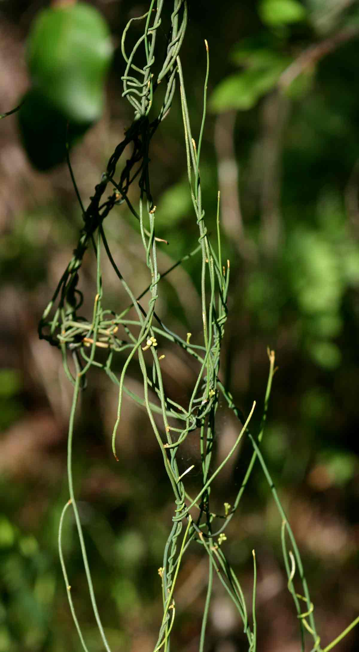 Cassytha pondoensis var. pondoensis
