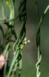 Cassytha pondoensis var. pondoensis