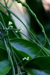 Cassytha pondoensis var. pondoensis