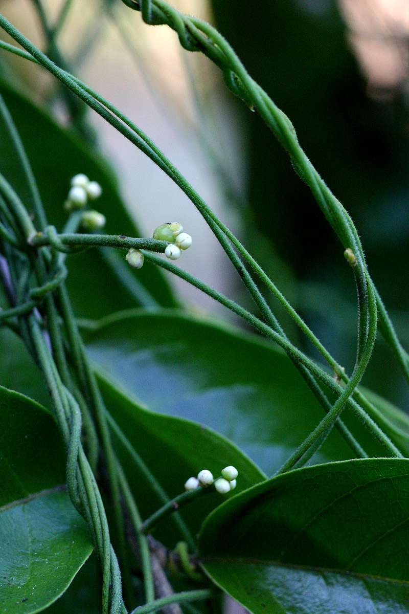 Cassytha pondoensis var. pondoensis Cassytha pondoensis var. pondoensis