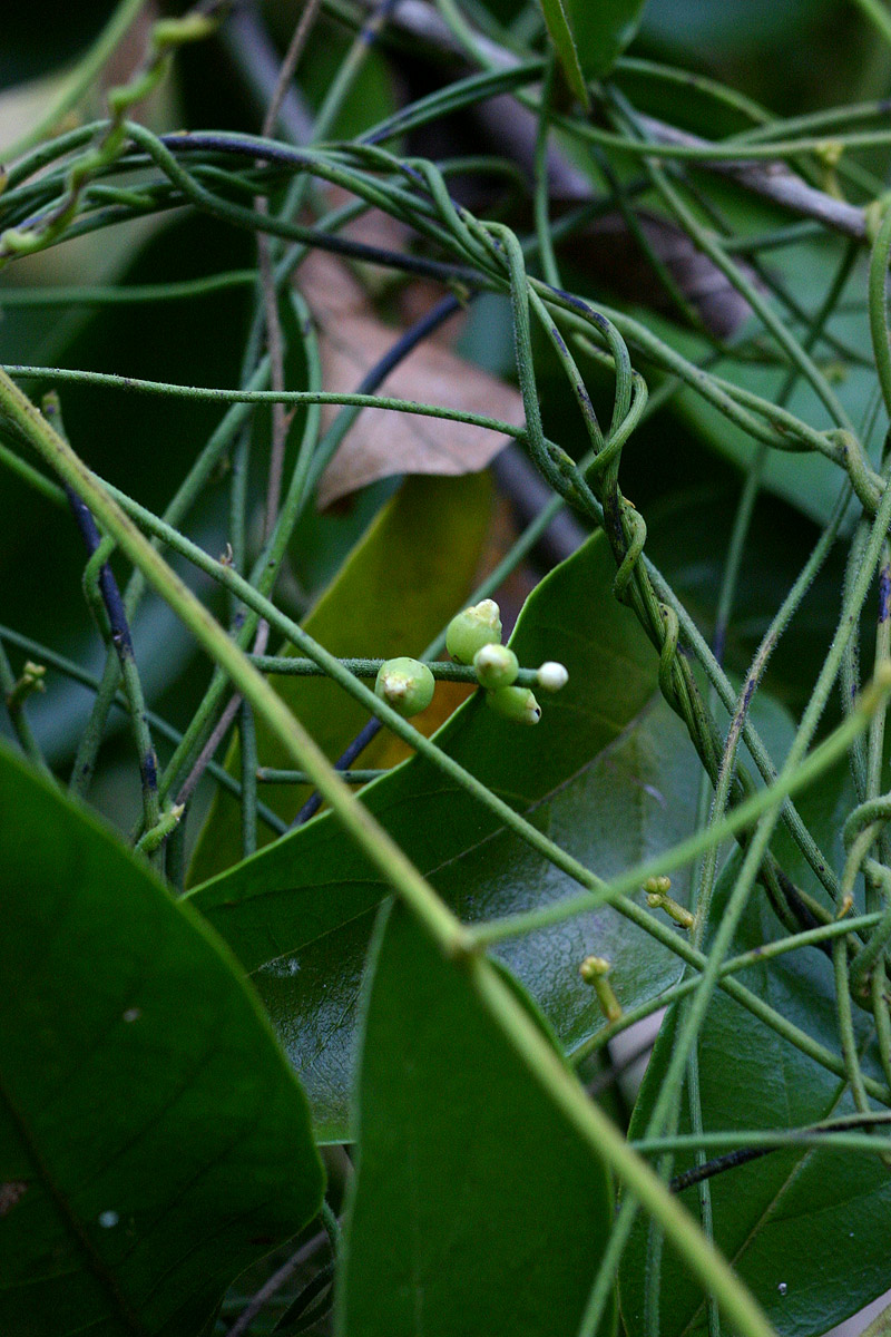 Cassytha pondoensis var. pondoensis Cassytha pondoensis var. pondoensis