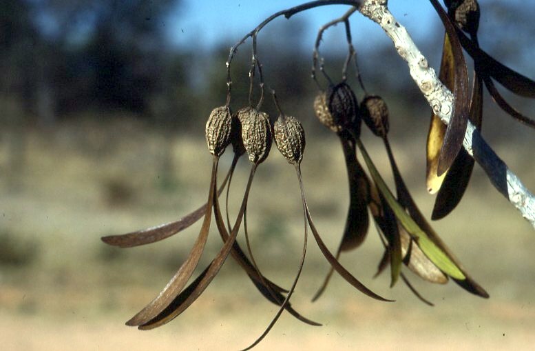 Gyrocarpus americanus subsp. africanus