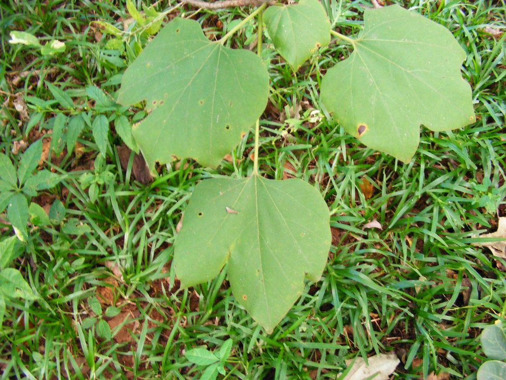 Gyrocarpus americanus subsp. africanus