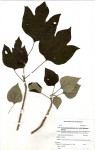 Gyrocarpus americanus subsp. africanus