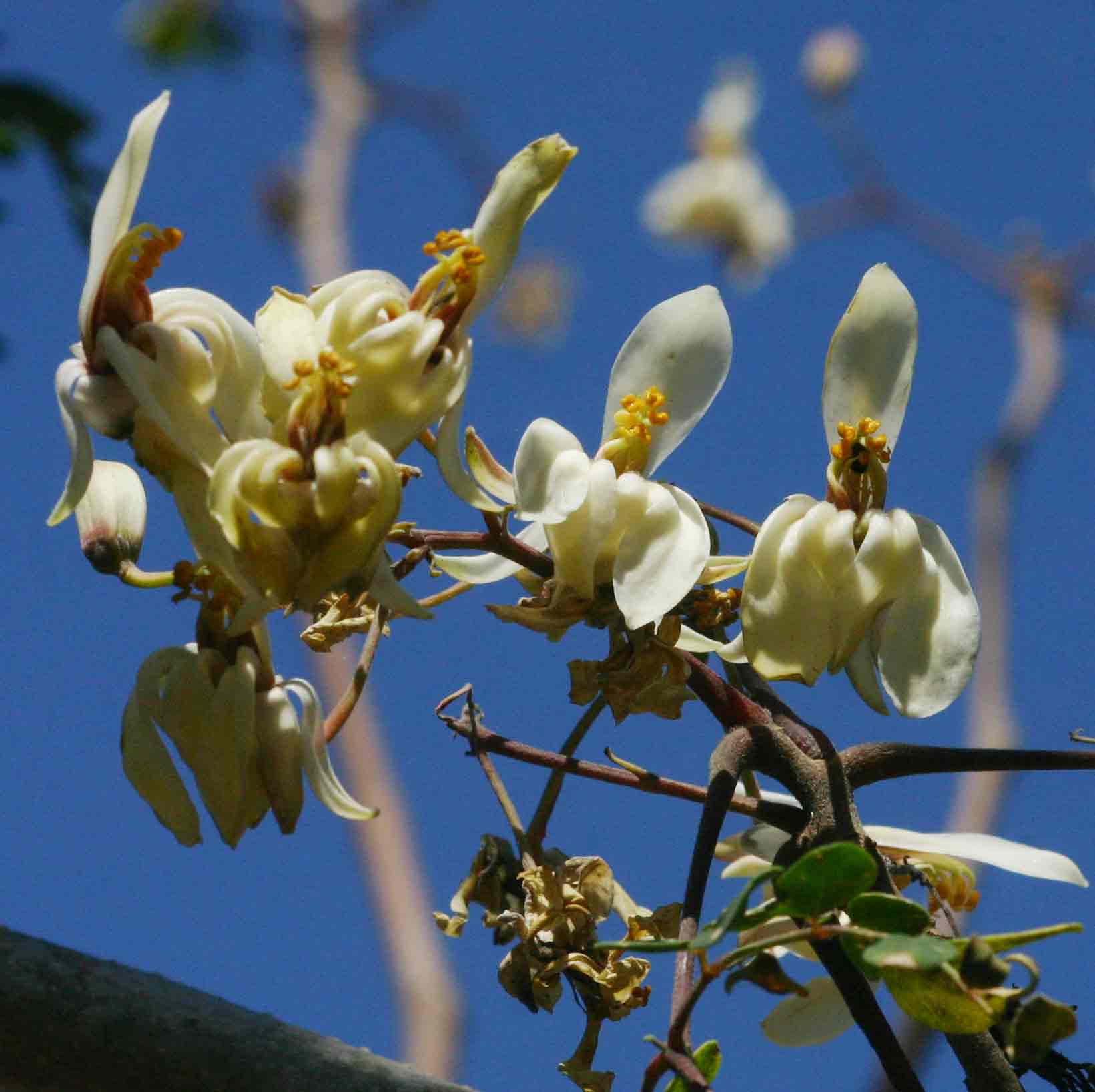 Moringa oleifera