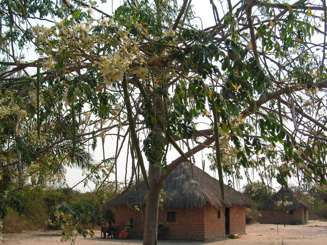 Moringa oleifera Moringa oleifera
