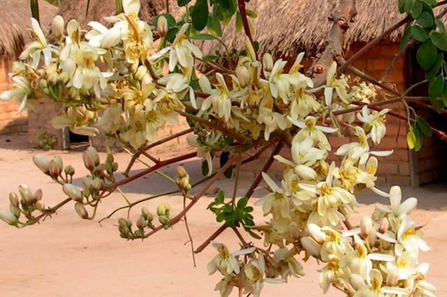 Moringa oleifera Moringa oleifera