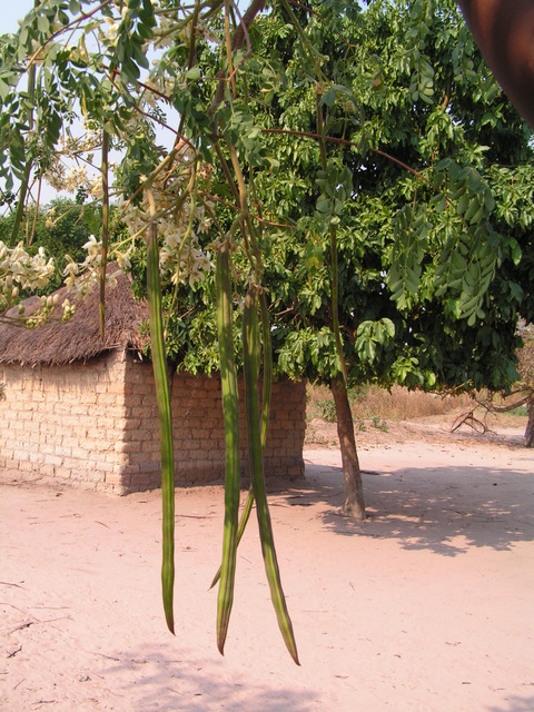 Moringa oleifera Moringa oleifera
