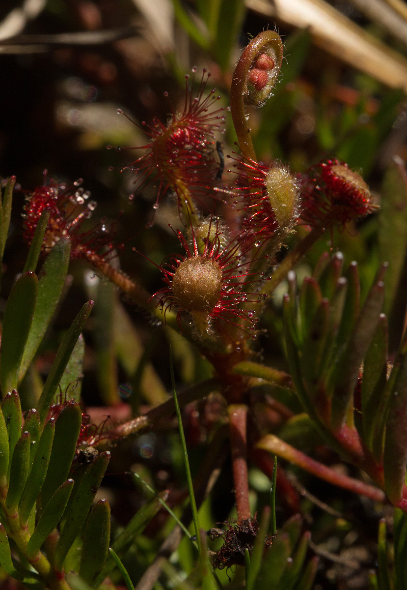 Drosera madagascariensis Drosera madagascariensis