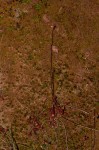Drosera madagascariensis