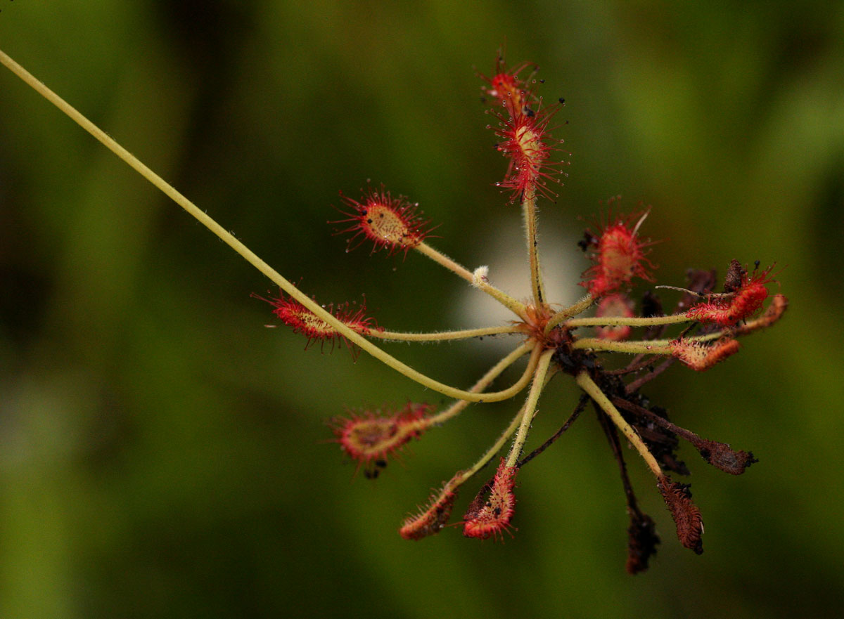 Drosera madagascariensis Drosera madagascariensis