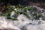 Hydrostachys polymorpha