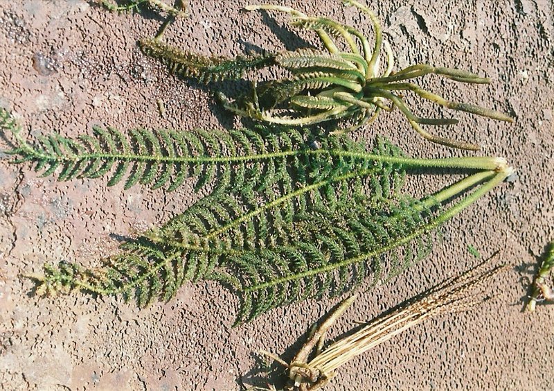 Hydrostachys polymorpha