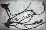 Hydrostachys polymorpha