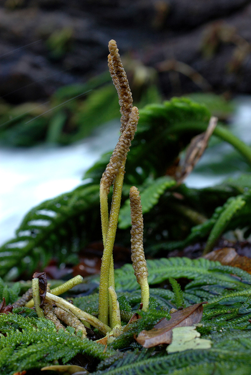 Hydrostachys polymorpha Hydrostachys polymorpha