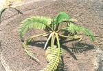 Hydrostachys polymorpha