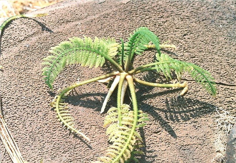 Hydrostachys polymorpha