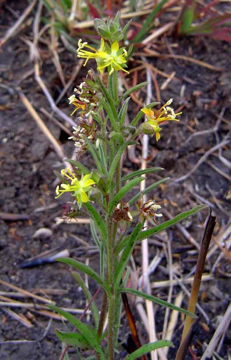 Vahlia capensis subsp. vulgaris var. vulgaris Vahlia capensis subsp. vulgaris var. vulgaris