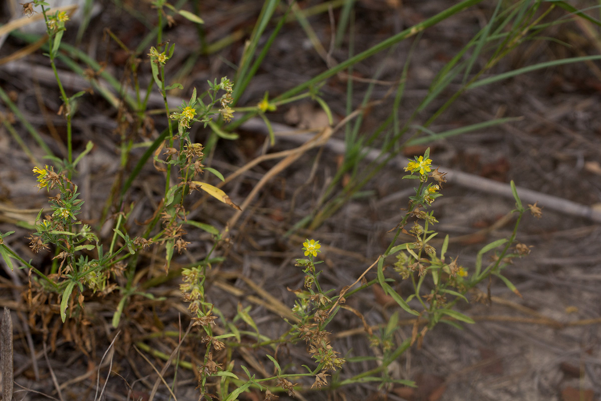 Vahlia capensis subsp. vulgaris var. vulgaris Vahlia capensis subsp. vulgaris var. vulgaris