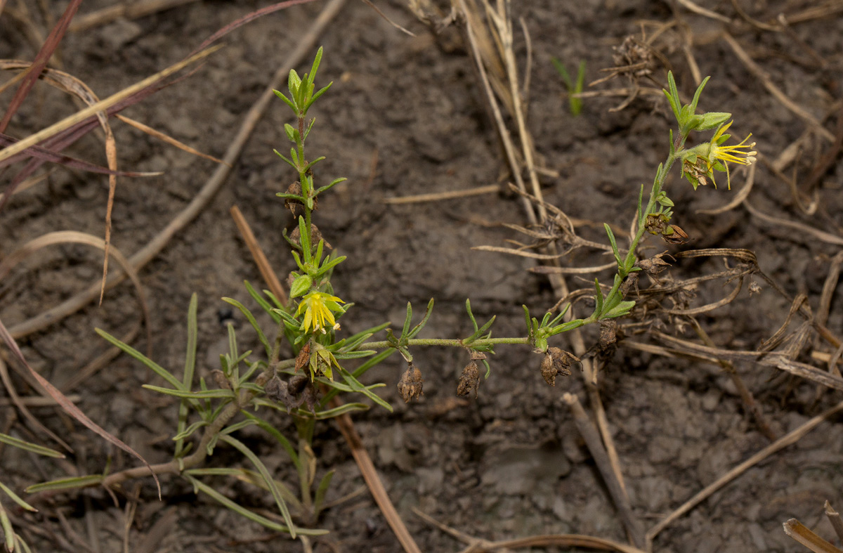 Vahlia capensis subsp. vulgaris var. vulgaris Vahlia capensis subsp. vulgaris var. vulgaris