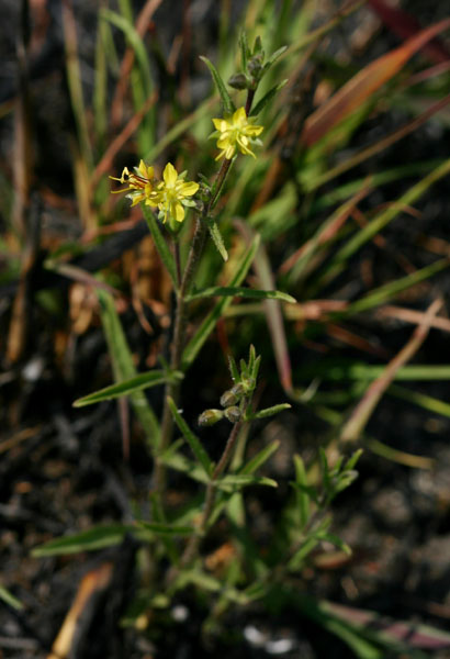 Vahlia capensis subsp. vulgaris var. vulgaris Vahlia capensis subsp. vulgaris var. vulgaris