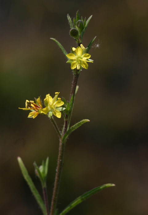 Vahlia capensis subsp. vulgaris var. vulgaris Vahlia capensis subsp. vulgaris var. vulgaris