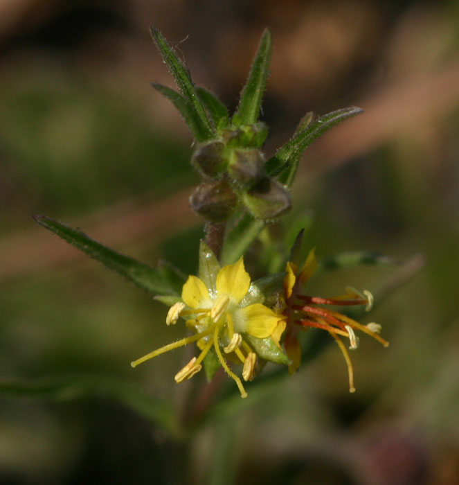 Vahlia capensis subsp. vulgaris var. vulgaris Vahlia capensis subsp. vulgaris var. vulgaris