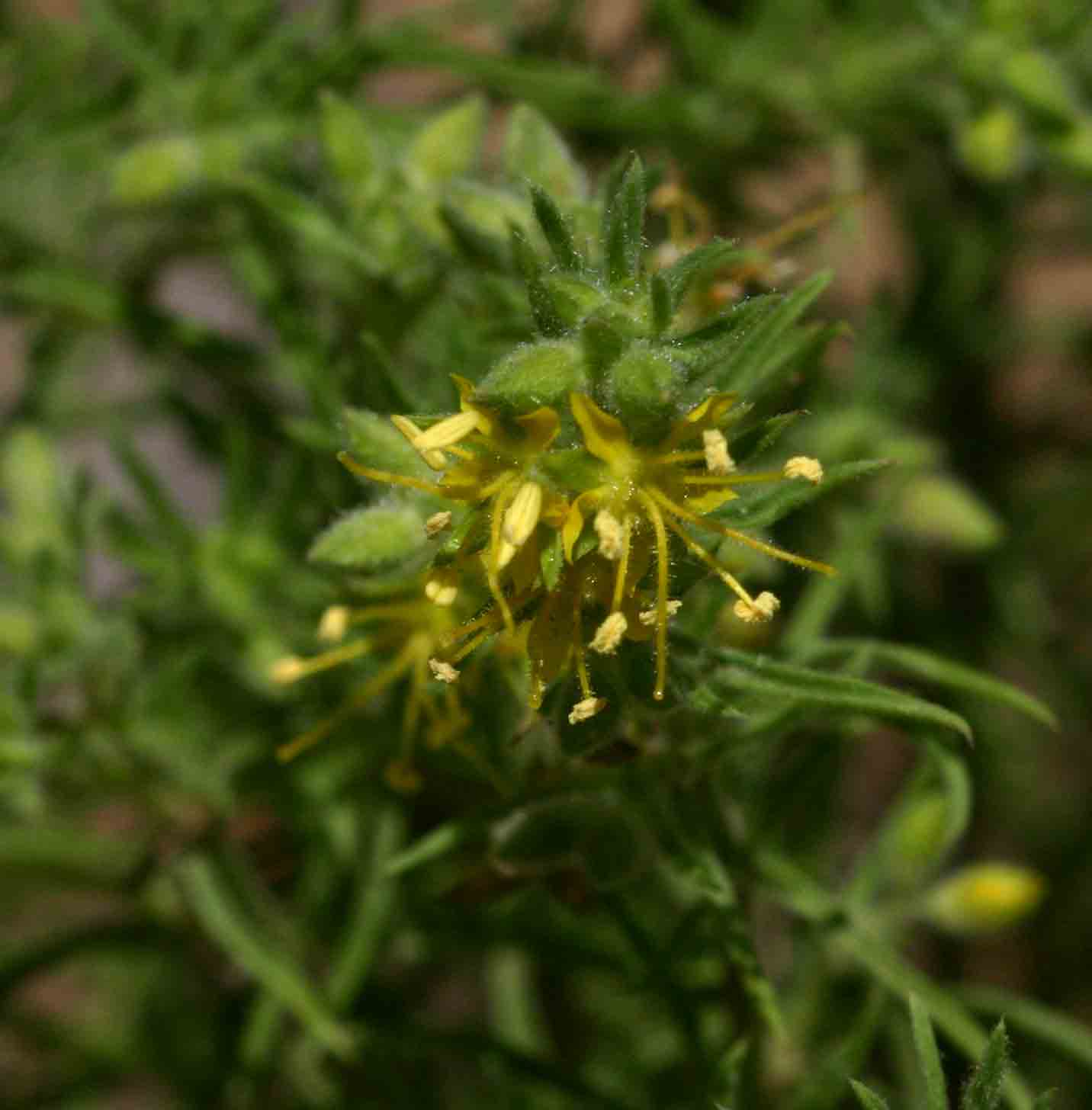 Vahlia capensis subsp. vulgaris var. vulgaris Vahlia capensis subsp. vulgaris var. vulgaris
