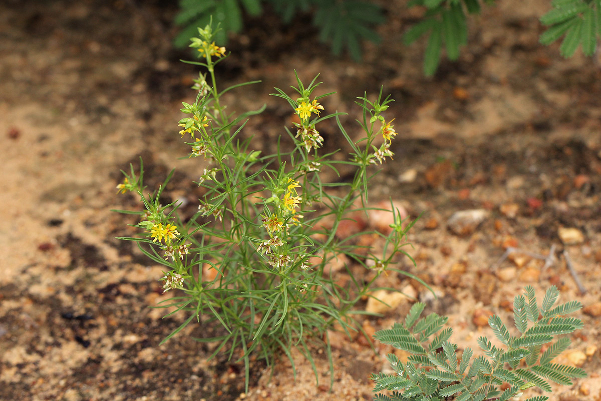 Vahlia capensis subsp. vulgaris var. vulgaris Vahlia capensis subsp. vulgaris var. vulgaris