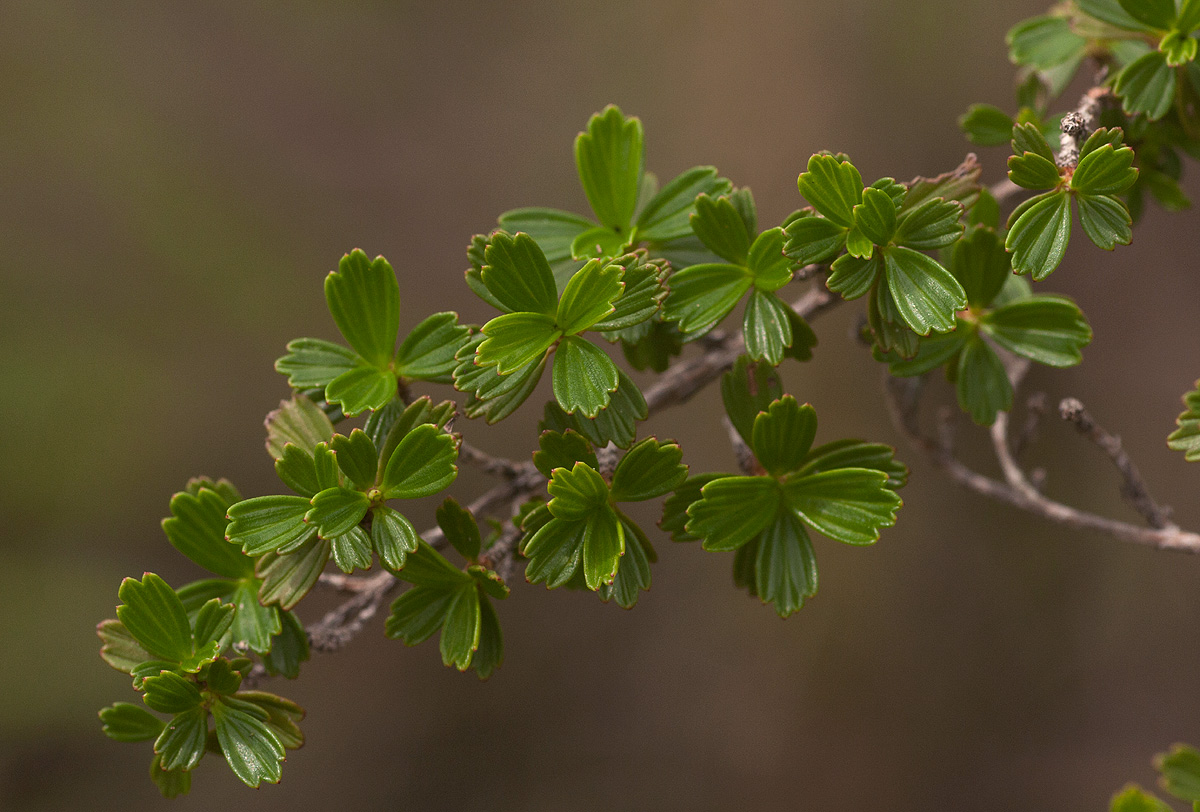 Myrothamnus flabellifolius Myrothamnus flabellifolius