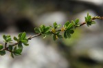 Myrothamnus flabellifolius