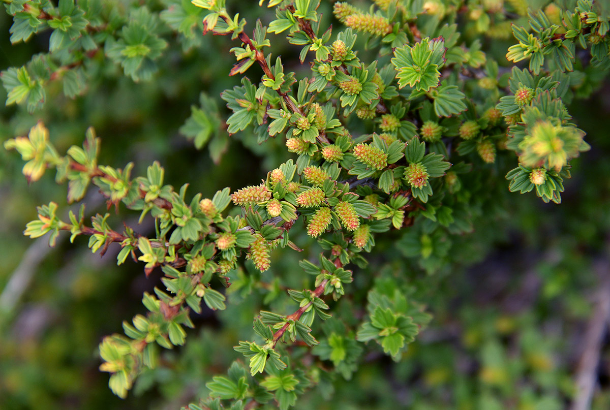 Myrothamnus flabellifolius Myrothamnus flabellifolius